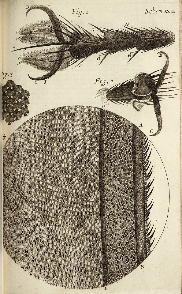 Micrographia Schem 23