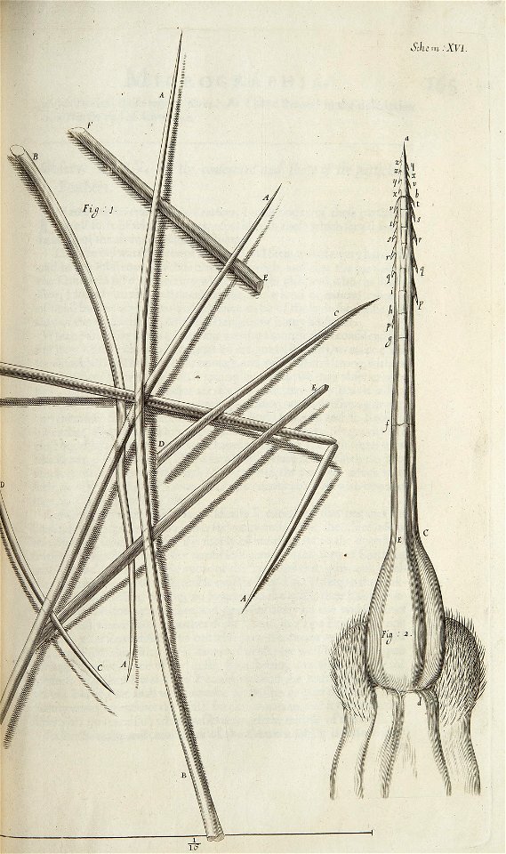 Micrographia Schem 16