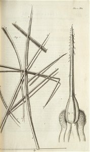 Micrographia Schem 16