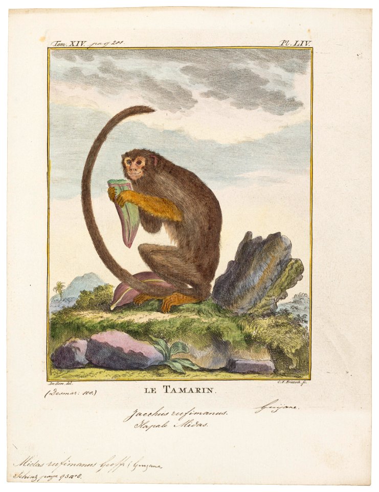 Midas rufimanus - 1700-1880 - Print - Iconographia Zoologica - Special Collections University of Amsterdam - UBA01 IZ20200025