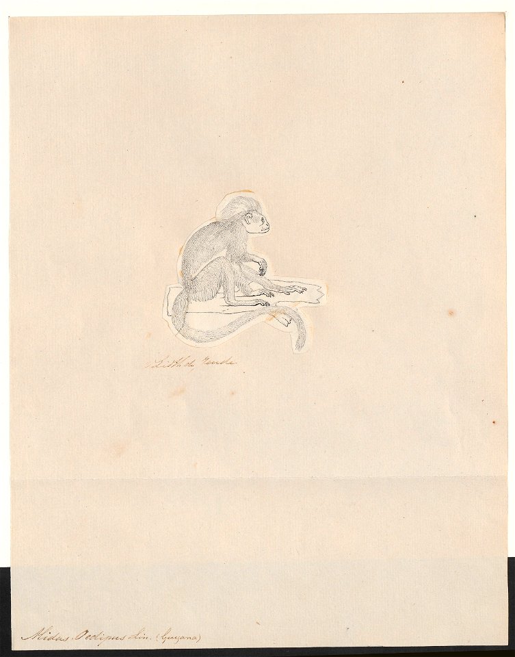 Midas oedipus - 1788-1863 - Print - Iconographia Zoologica - Special Collections University of Amsterdam - UBA01 IZA1000484