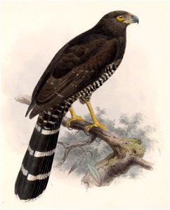 Micrastur semitorquatus 1902