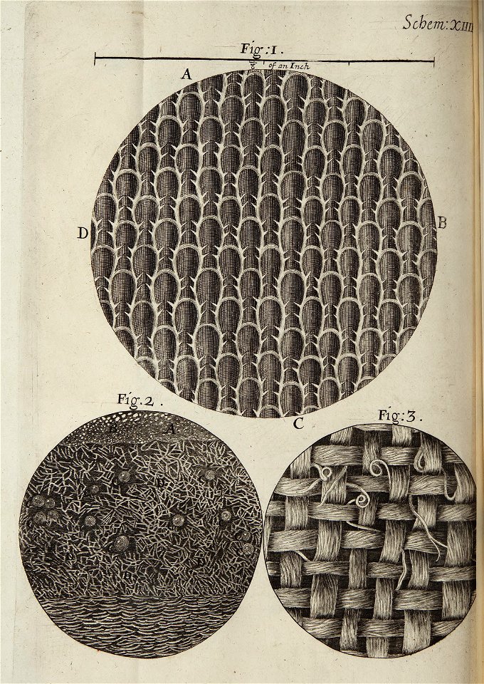 Micrographia Schem 14