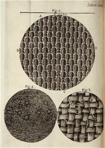 Micrographia Schem 14