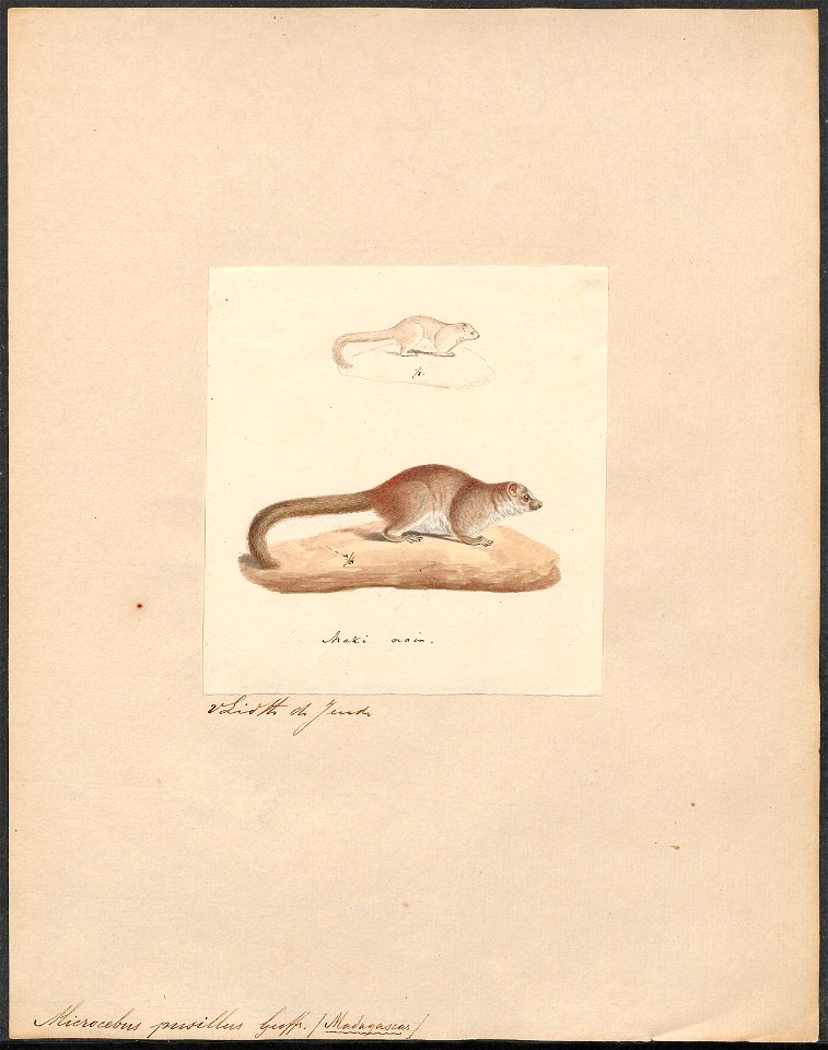 Microcebus pusillus - 1829-1867 - Print - Iconographia Zoologica - Special Collections University of Amsterdam - UBA01 IZ19700073