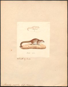 Microcebus pusillus - 1829-1867 - Print - Iconographia Zoologica - Special Collections University of Amsterdam - UBA01 IZ19700073