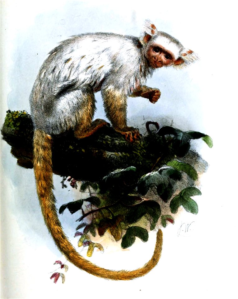 MicoSericeusWolf