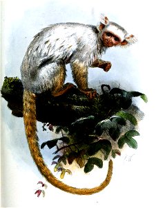 MicoSericeusWolf