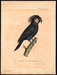 Microglossum aterrimum - 1825-1834 - Print - Iconographia Zoologica - Special Collections University of Amsterdam - UBA01 IZ18600033