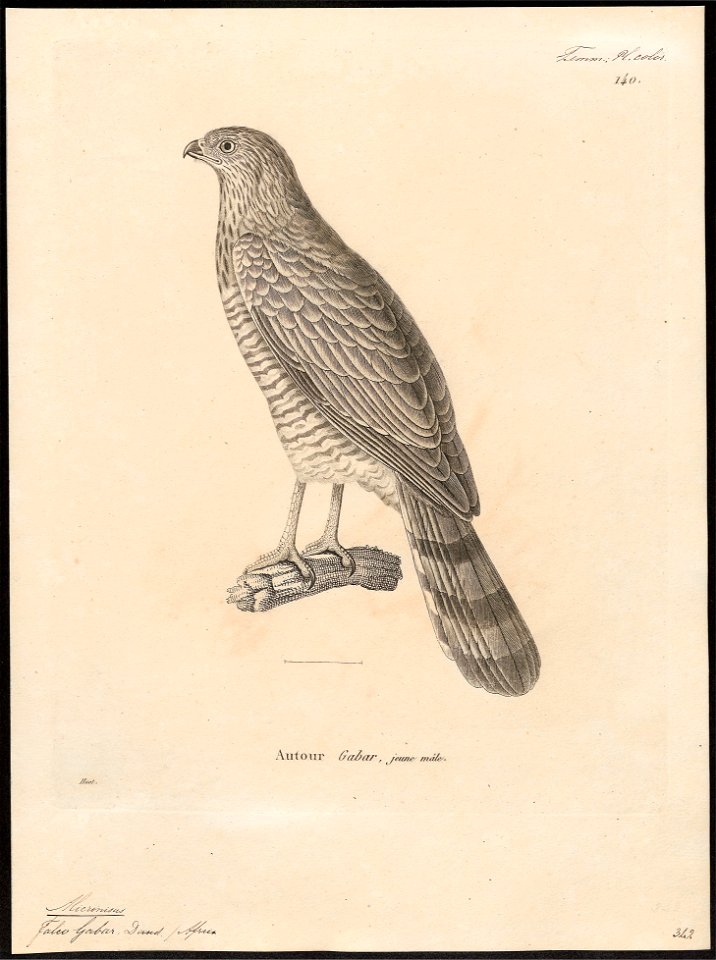 Micronisus gabar - 1700-1880 - Print - Iconographia Zoologica - Special Collections University of Amsterdam - UBA01 IZ18300149