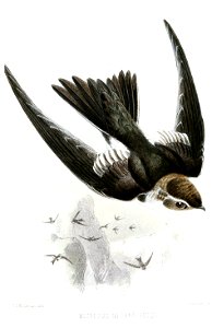 MicropusMelanoleucusKeulemans