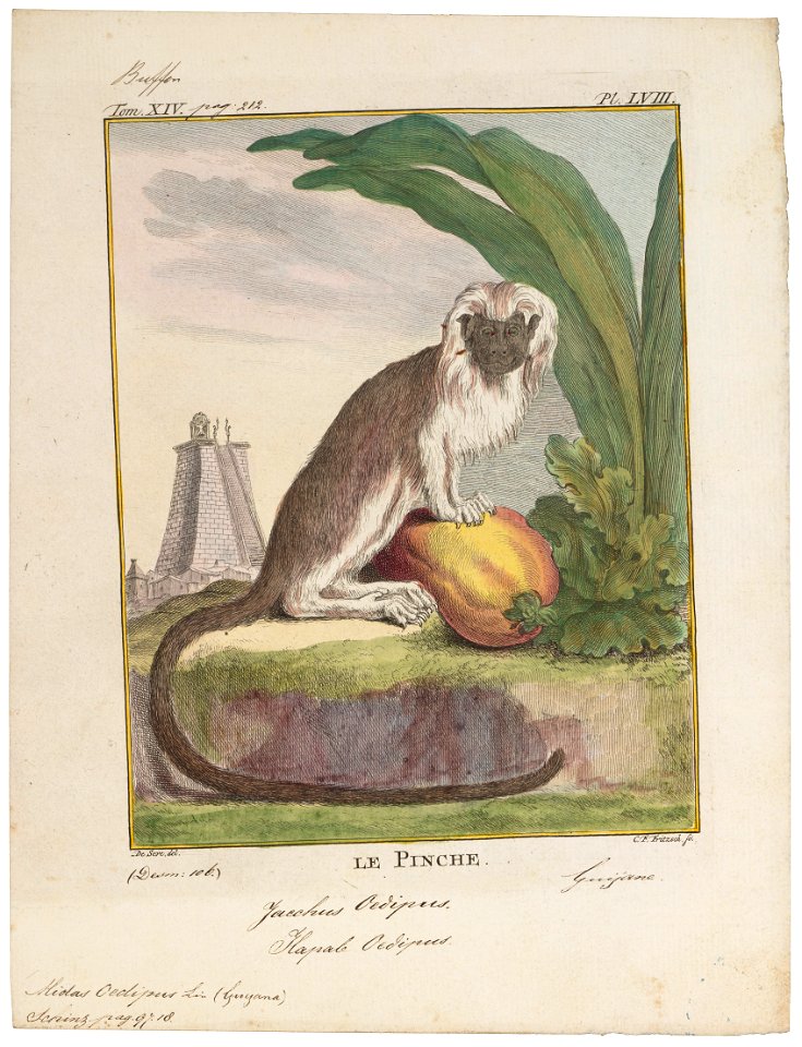 Midas oedipus - 1700-1880 - Print - Iconographia Zoologica - Special Collections University of Amsterdam - UBA01 IZ20200043