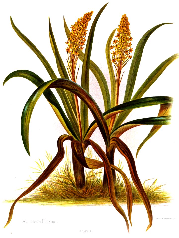 Nfnz d098 anthericum hookeri