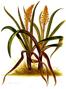 Nfnz d098 anthericum hookeri. Free illustration for personal and commercial use.