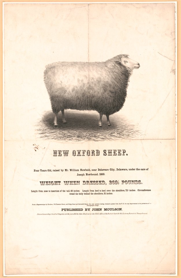 New Oxford sheep - from a daguerreotype by Moulson, 192 Chestnut Street, and Ridge Road and Callowhill Street, the only operator having obtained a patent from the U.S. for any improvement in LCCN2013645269