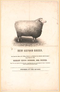 New Oxford sheep - from a daguerreotype by Moulson, 192 Chestnut Street, and Ridge Road and Callowhill Street, the only operator having obtained a patent from the U.S. for any improvement in LCCN2013645269