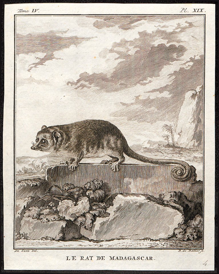 Microcebus pusillus - 1700-1880 - Print - Iconographia Zoologica - Special Collections University of Amsterdam - UBA01 IZ20300051
