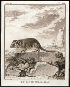 Microcebus pusillus - 1700-1880 - Print - Iconographia Zoologica - Special Collections University of Amsterdam - UBA01 IZ20300051