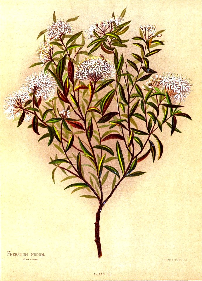 Nfnz d205 phebalium nudum