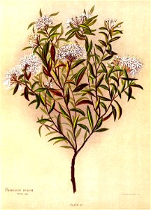 Nfnz d205 phebalium nudum