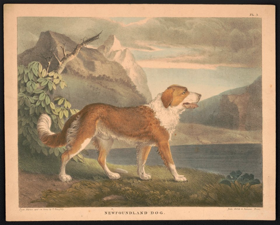 Newfoundland dog - from nature and on stone by T. Doughty ; from Childs & Inman's Press. LCCN2013651008