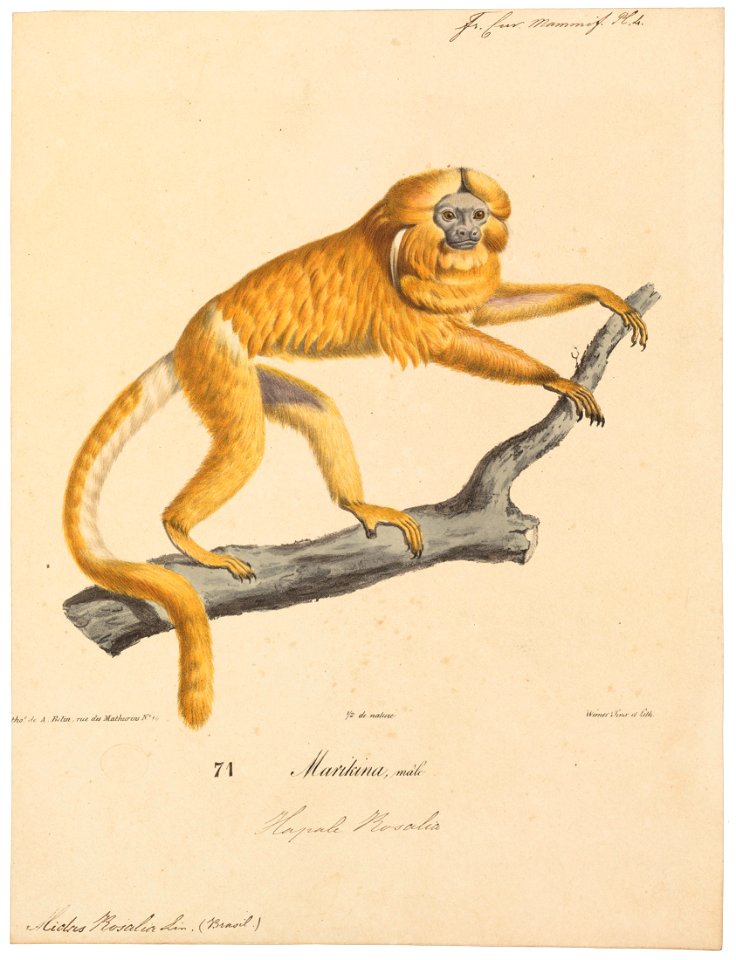 Midas rosalia - 1818-1842 - Print - Iconographia Zoologica - Special Collections University of Amsterdam - UBA01 IZ20200057