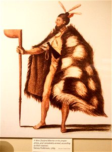 New Zeland Warrior - drawing of Sidney Parkinson