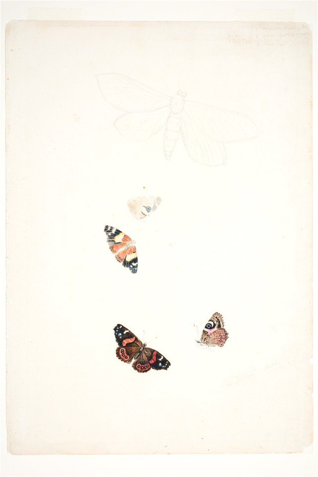 New Zealand Moths by Charles Heaphy