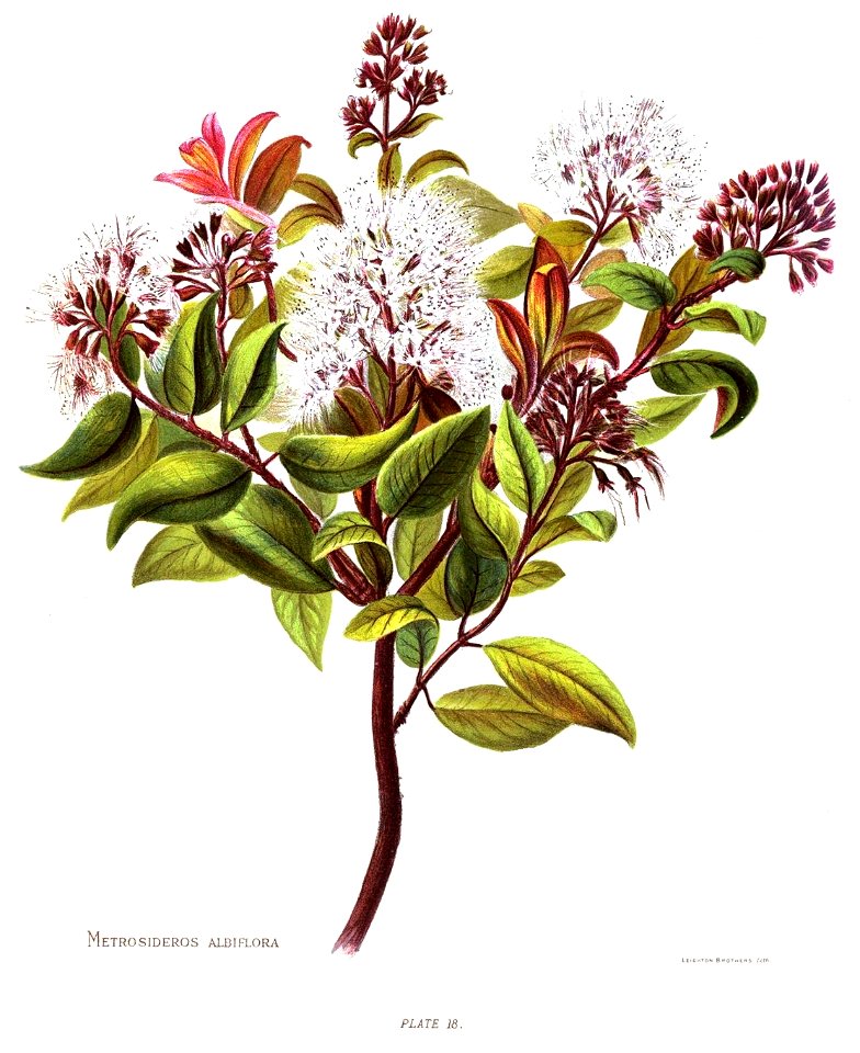 Nfnz d121 metrosideros albiflora