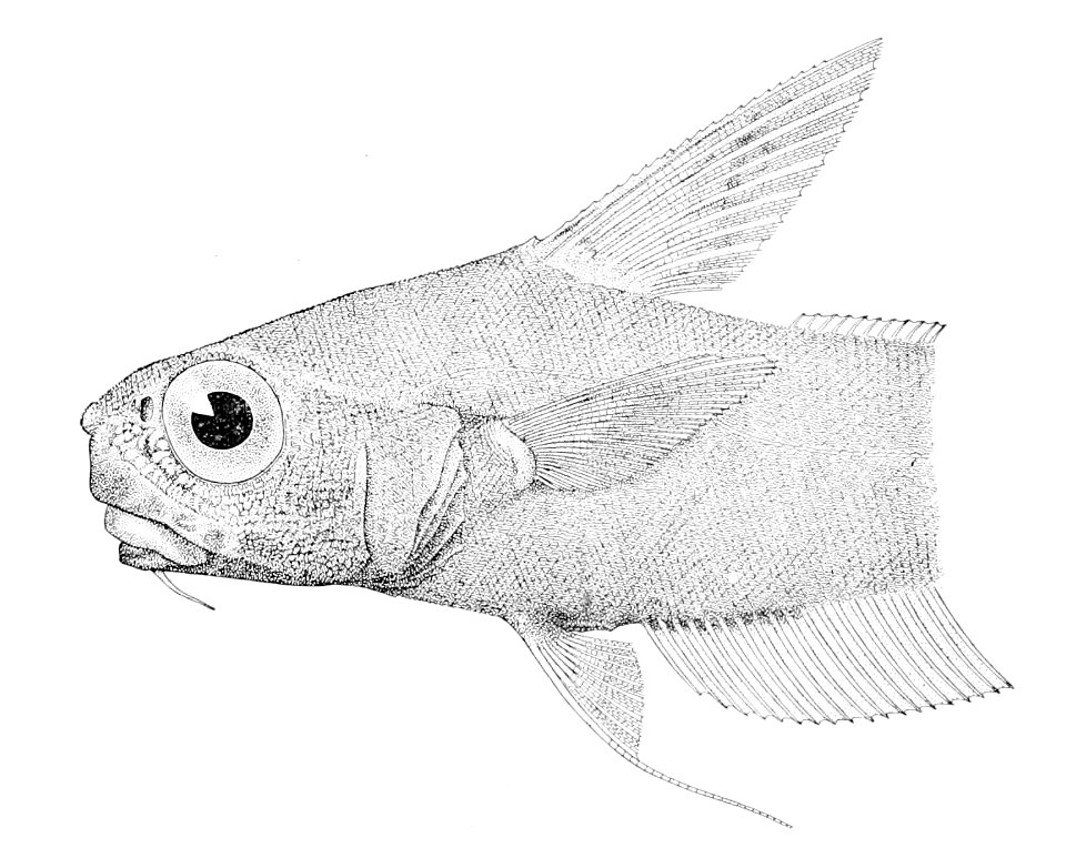 Nezumia burragei