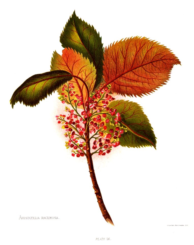 Nfnz d170 aristotelia racemosa