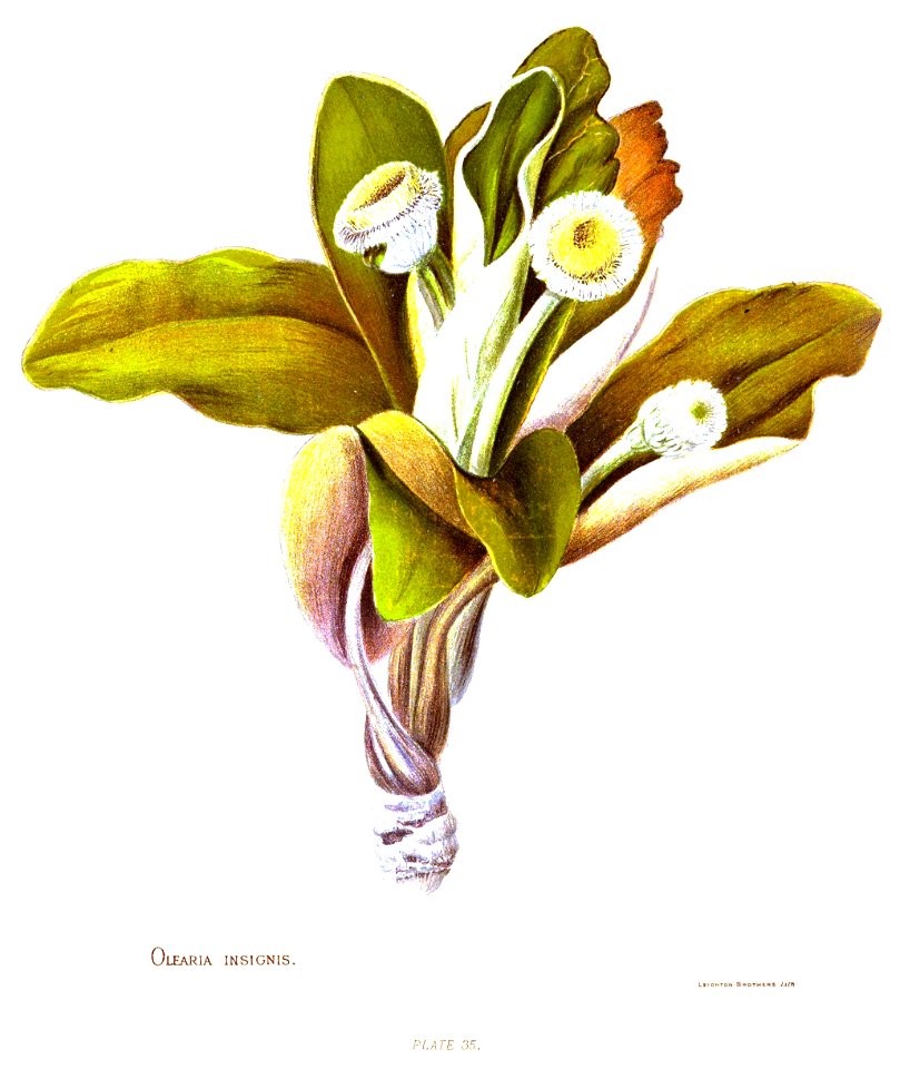 Nfnz d223 olearia insignis