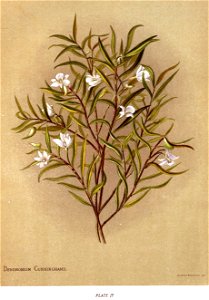Nfnz d115 dendrobium cunninghamii