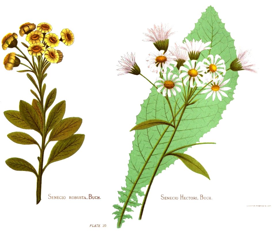 Nfnz d133 senecio robusta buch and senecio hectori buch