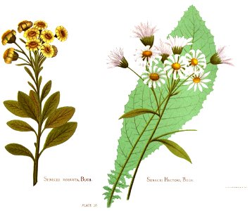 Nfnz d133 senecio robusta buch and senecio hectori buch. Free illustration for personal and commercial use.