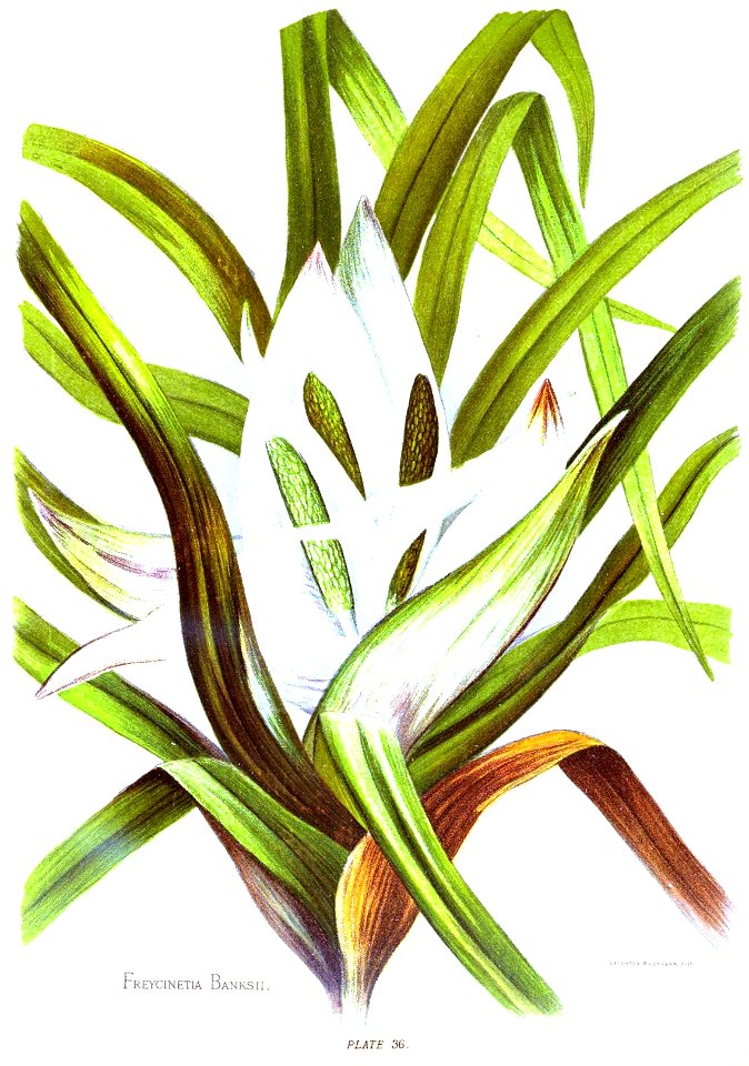 Nfnz d229 freycinetia banksii