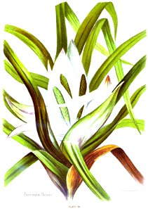 Nfnz d229 freycinetia banksii. Free illustration for personal and commercial use.