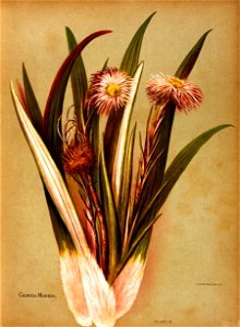 Nfnz d047 celemisia monroi