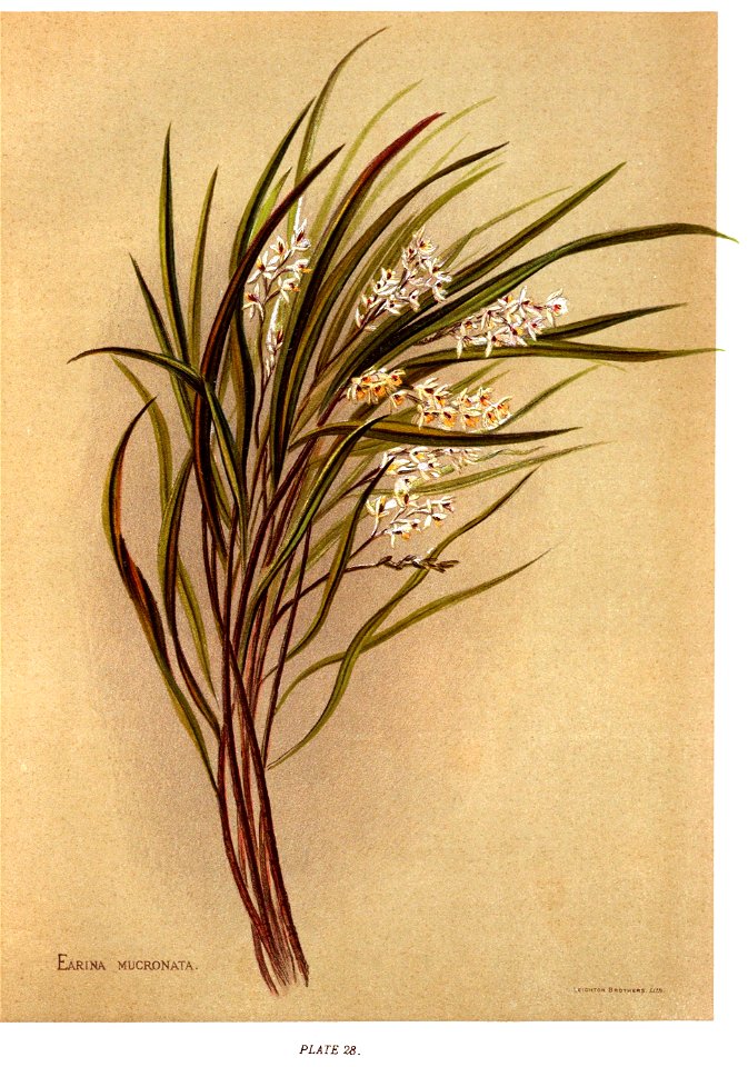 Nfnz d181 earina mucronata