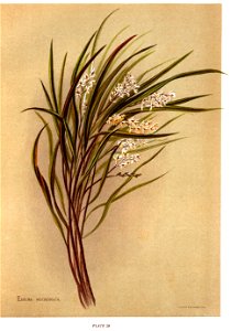 Nfnz d181 earina mucronata