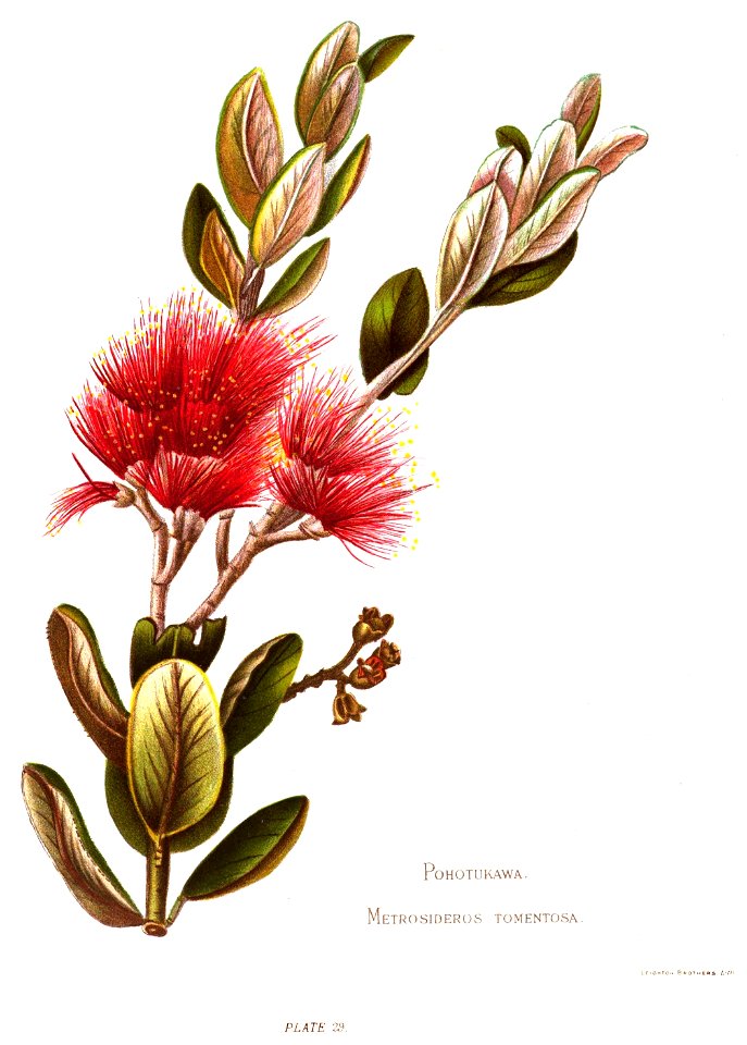 Nfnz d187 metrosideros tomentosa