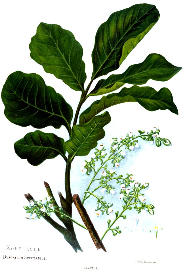 Nfnz d071 dysoxylum spectabile