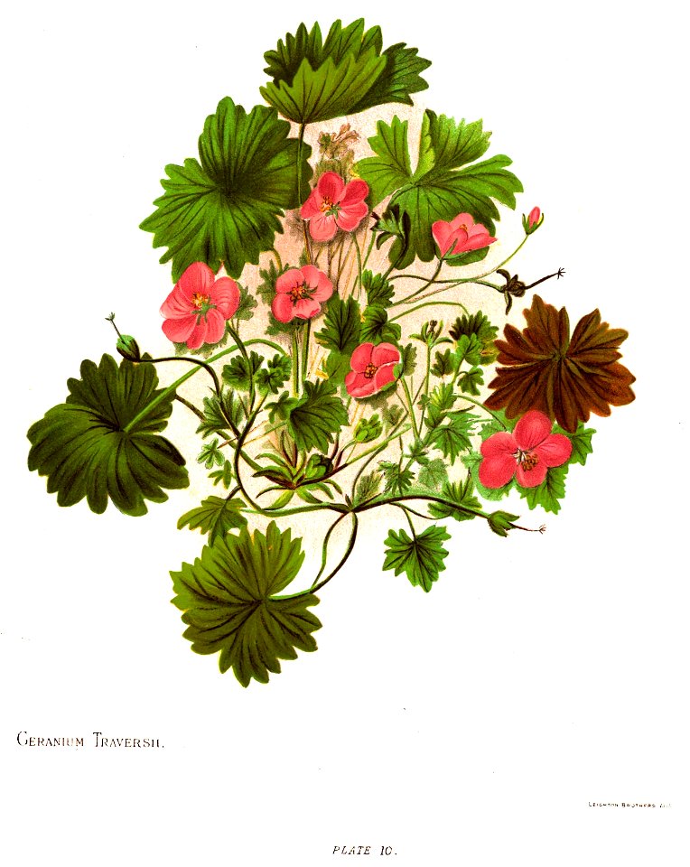 Nfnz d077 geranium traversii
