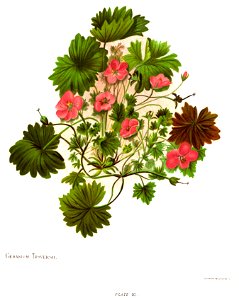 Nfnz d077 geranium traversii. Free illustration for personal and commercial use.