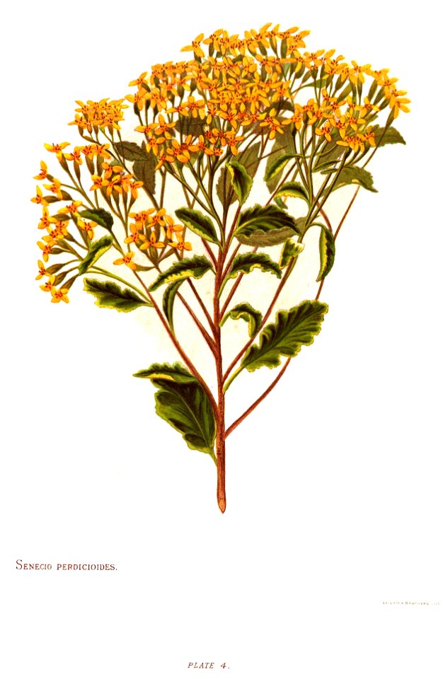 Nfnz d041 senecio perdiciodes