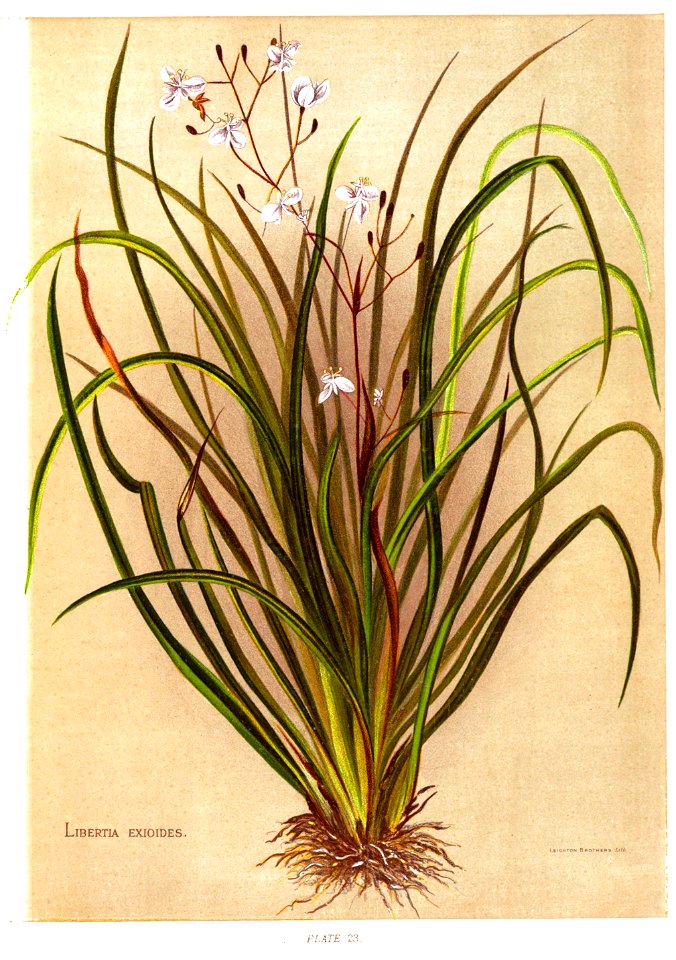 Nfnz d151 libertia exioides