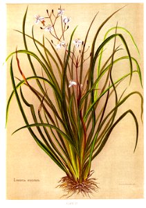 Nfnz d151 libertia exioides