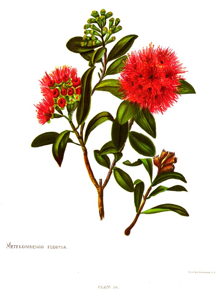 Nfnz d109 meterosideros florida