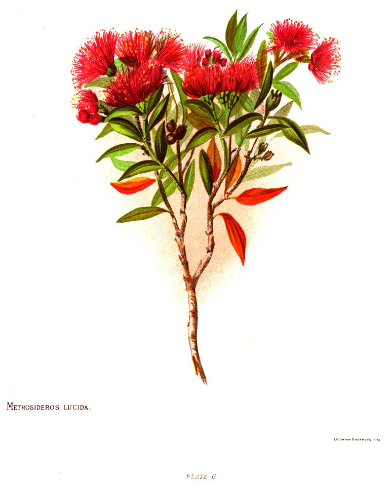 Nfnz d053 metrosideros lucida