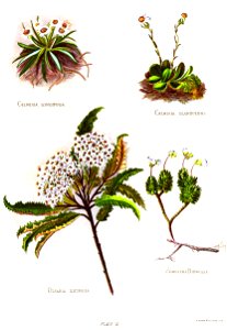 Nfnz d139 group of four plants. Free illustration for personal and commercial use.